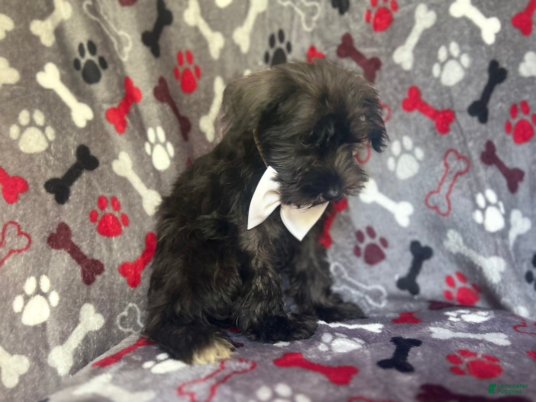 Miniature Schnauzer dogs for sale: Rover - Image 9