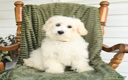 Maltipoo dogs for sale: Louie - Image 4