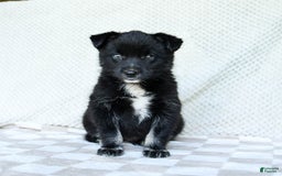 Pomsky dogs for sale: Bear - Image 2