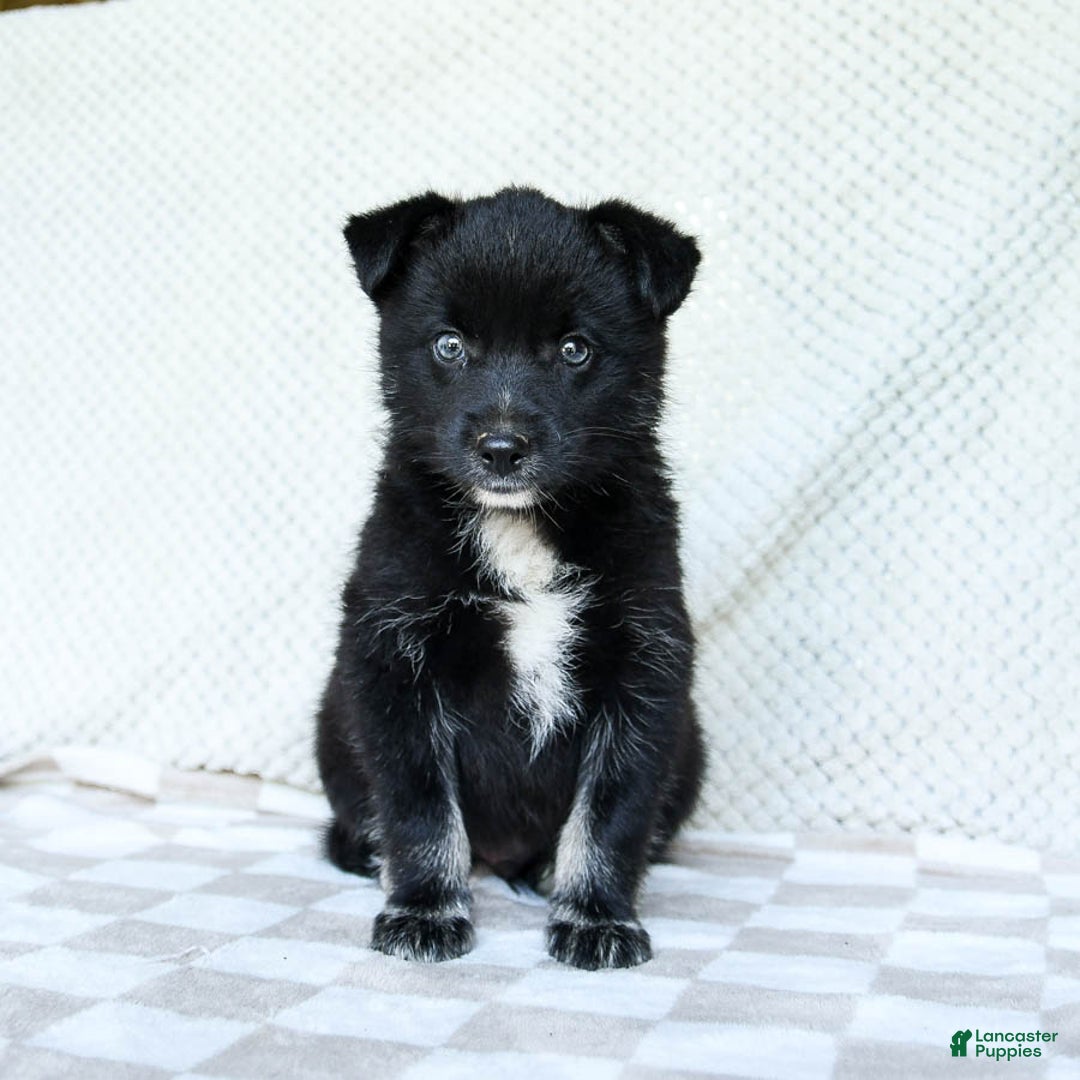 Pomsky dogs for sale: Bear - Image 2