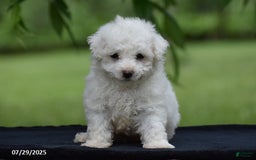 Bichon Frise dogs for sale: Jared - Image 6