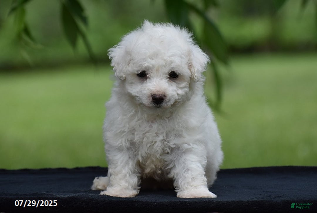 Bichon Frise dogs for sale: Jared - Image 6