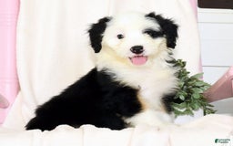 Mini Bernedoodle dogs for sale: Snow White - Image 7
