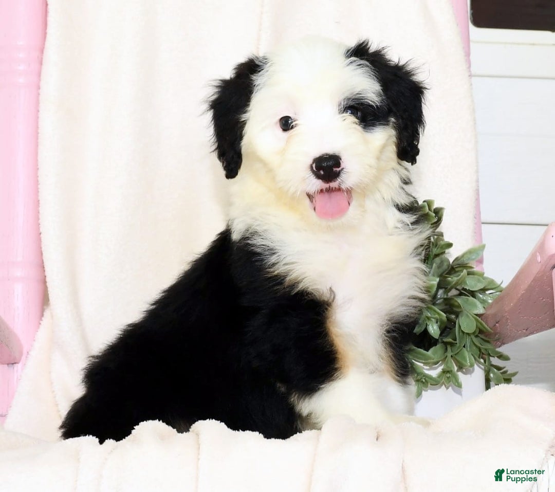 Mini Bernedoodle dogs for sale: Snow White - Image 7