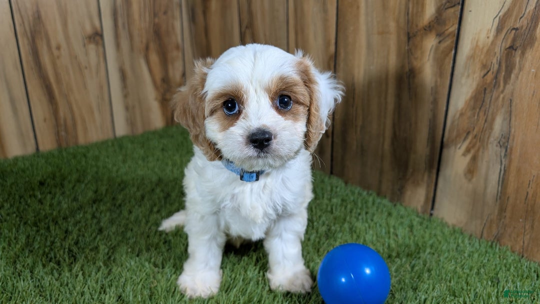 Cavapoo dogs for sale: Fiona Boy 1 - Image 6
