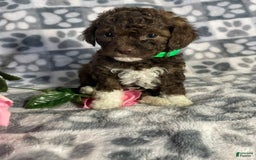 Toy Poodle dogs for sale: Gigi - Image 2