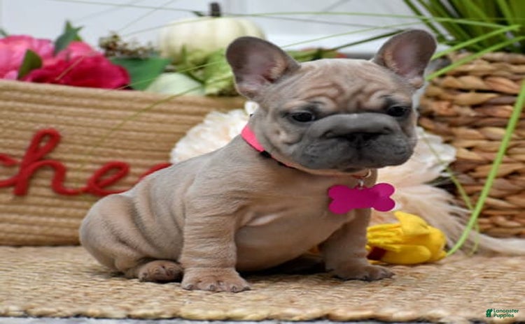 French Bulldog dogs for sale - Ad 1