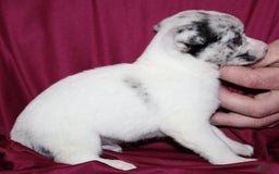 Chihuahua dogs for sale: Ian - Image 3