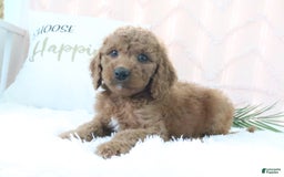Goldendoodle dogs for sale: Trixie - Image 5
