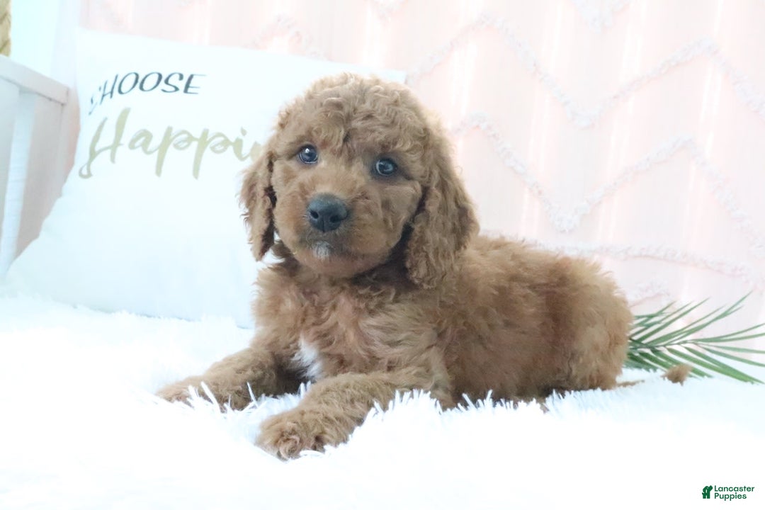 Goldendoodle dogs for sale: Trixie - Image 5