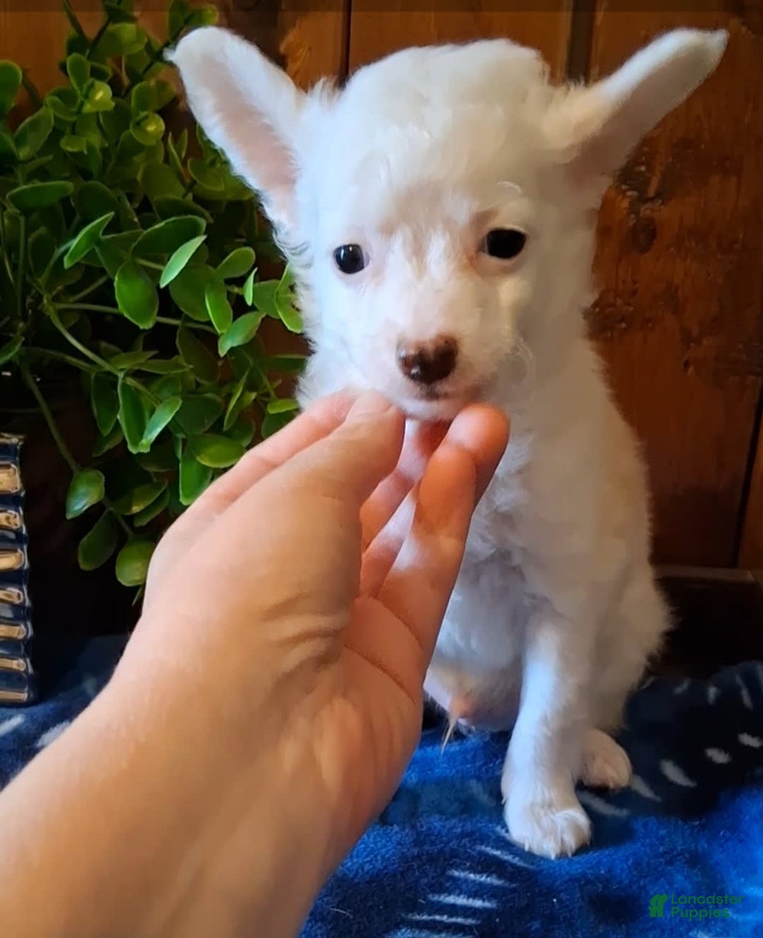 Chinese Crested dogs for sale: Teddy - Image 8