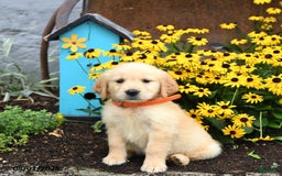 Golden Retriever dogs for sale: Faith - Image 3