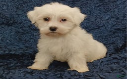 Havanese dogs for sale: Halo - Image 3