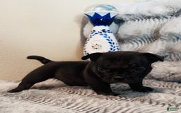 American Bully dogs for sale: Goat - Image 1