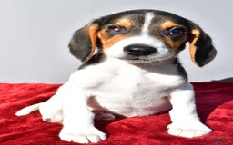 Beagle dogs for sale: Sammy - Image 3