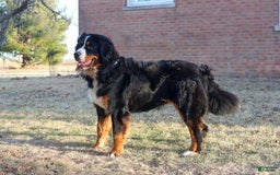 Bernese Mountain Dog dogs for sale: Beau - Image 6