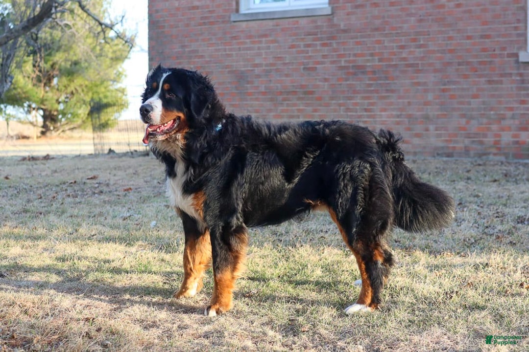 Bernese Mountain Dog dogs for sale: Beau - Image 6
