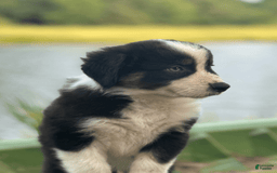 Australian Shepherd dogs for sale: Luna - Image 3