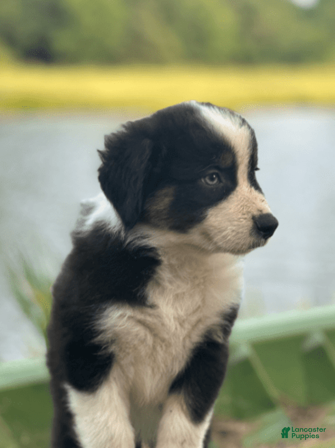 Australian Shepherd dogs for sale: Luna - Image 3