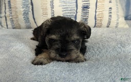 Miniature Schnauzer dogs for sale: Gypsy Male 1 - Image 2