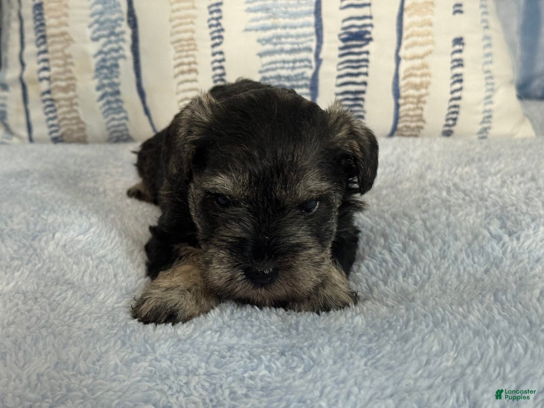 Miniature Schnauzer dogs for sale: Gypsy Male 1 - Image 2