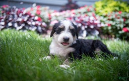 Bernedoodle dogs for sale: Shooter - Image 8