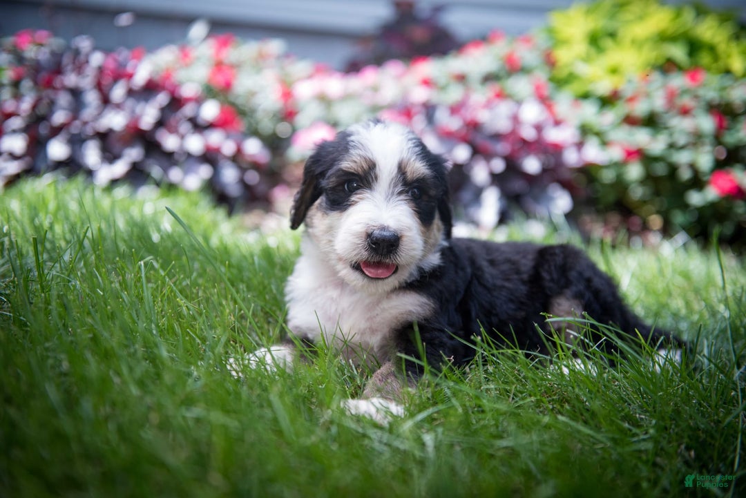 Bernedoodle dogs for sale: Shooter - Image 8