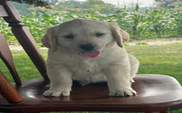 Golden Retriever dogs for sale: Friendly Fern - Image 7