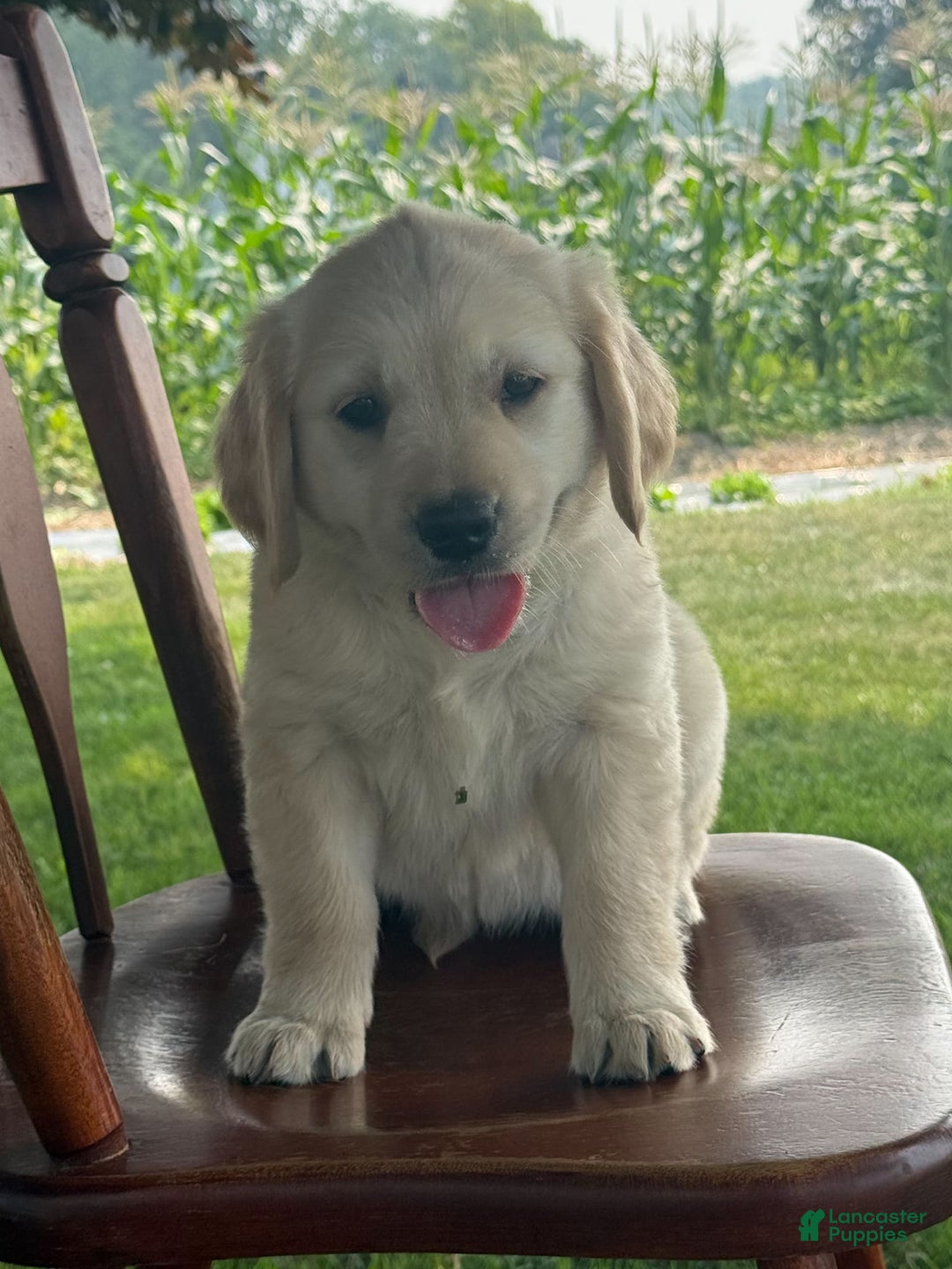 Golden Retriever dogs for sale: Friendly Fern - Image 7
