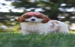 Cavapoo dogs for sale: Iris - Image 6