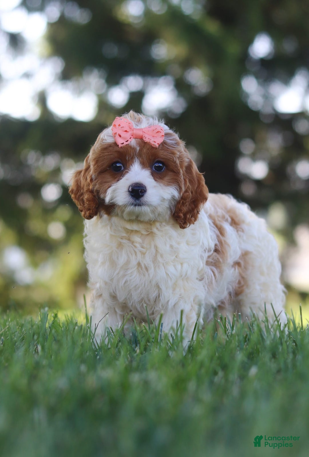 Cavapoo dogs for sale: Iris - Image 6