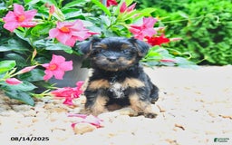Yorkiepoo dogs for sale: Princess - Image 1