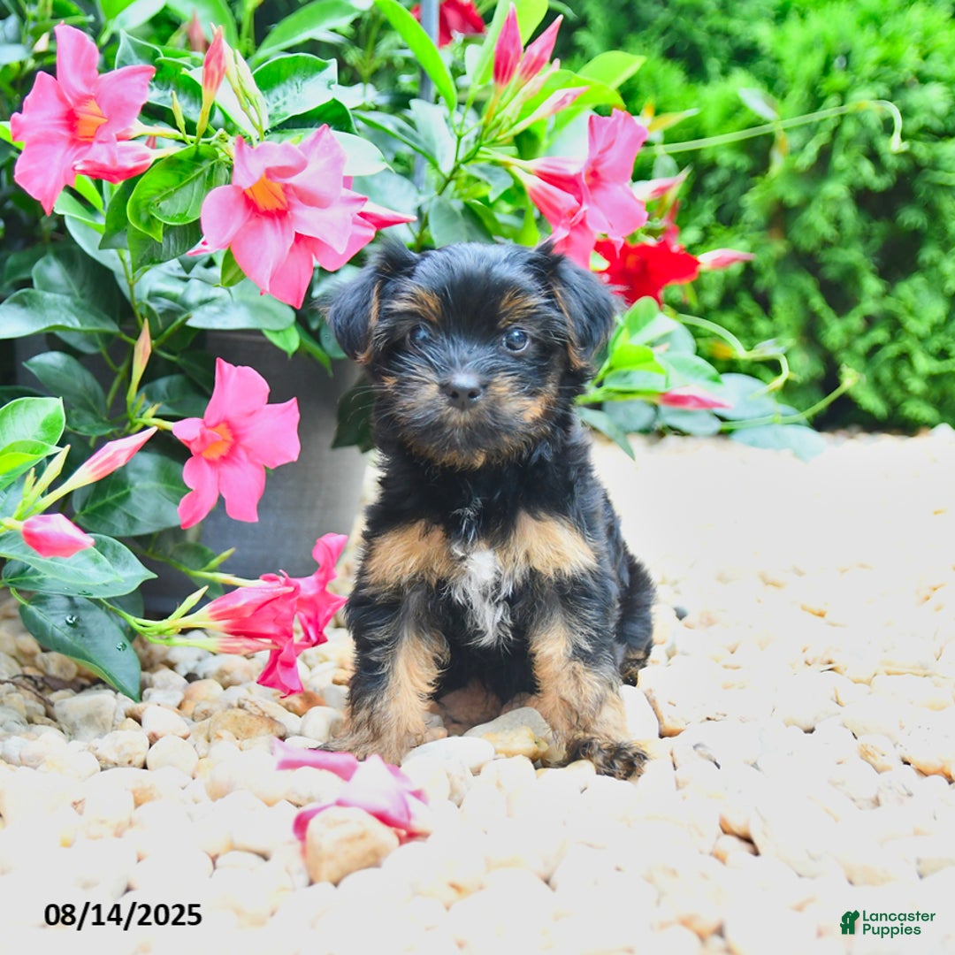 Yorkiepoo dogs for sale: Princess - Image 1