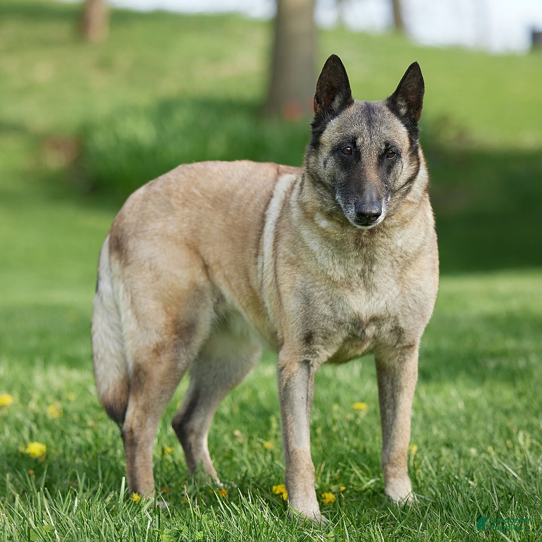 Belgian Malinois dogs for sale: Tara - Image 3