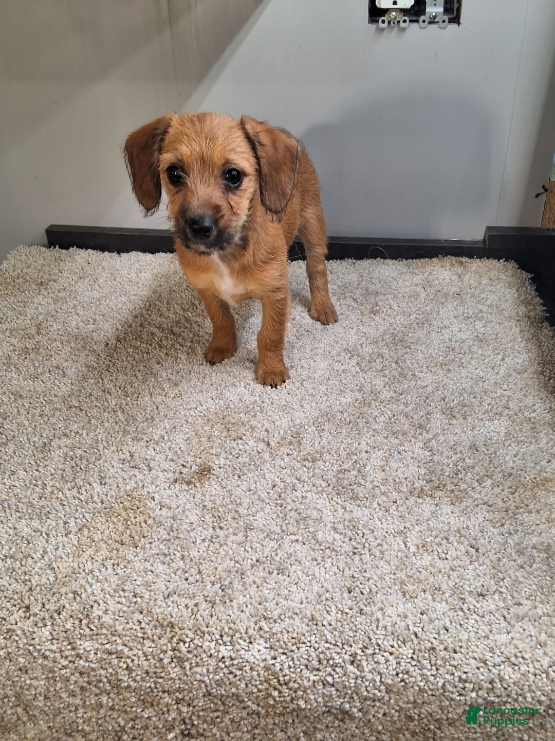 Jackapoo dogs for sale: Trena - Image 1