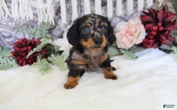 Miniature Dachshund dogs for sale: Gavin - Image 13