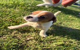 Jack Russell Terrier dogs for sale: Pete - Image 2