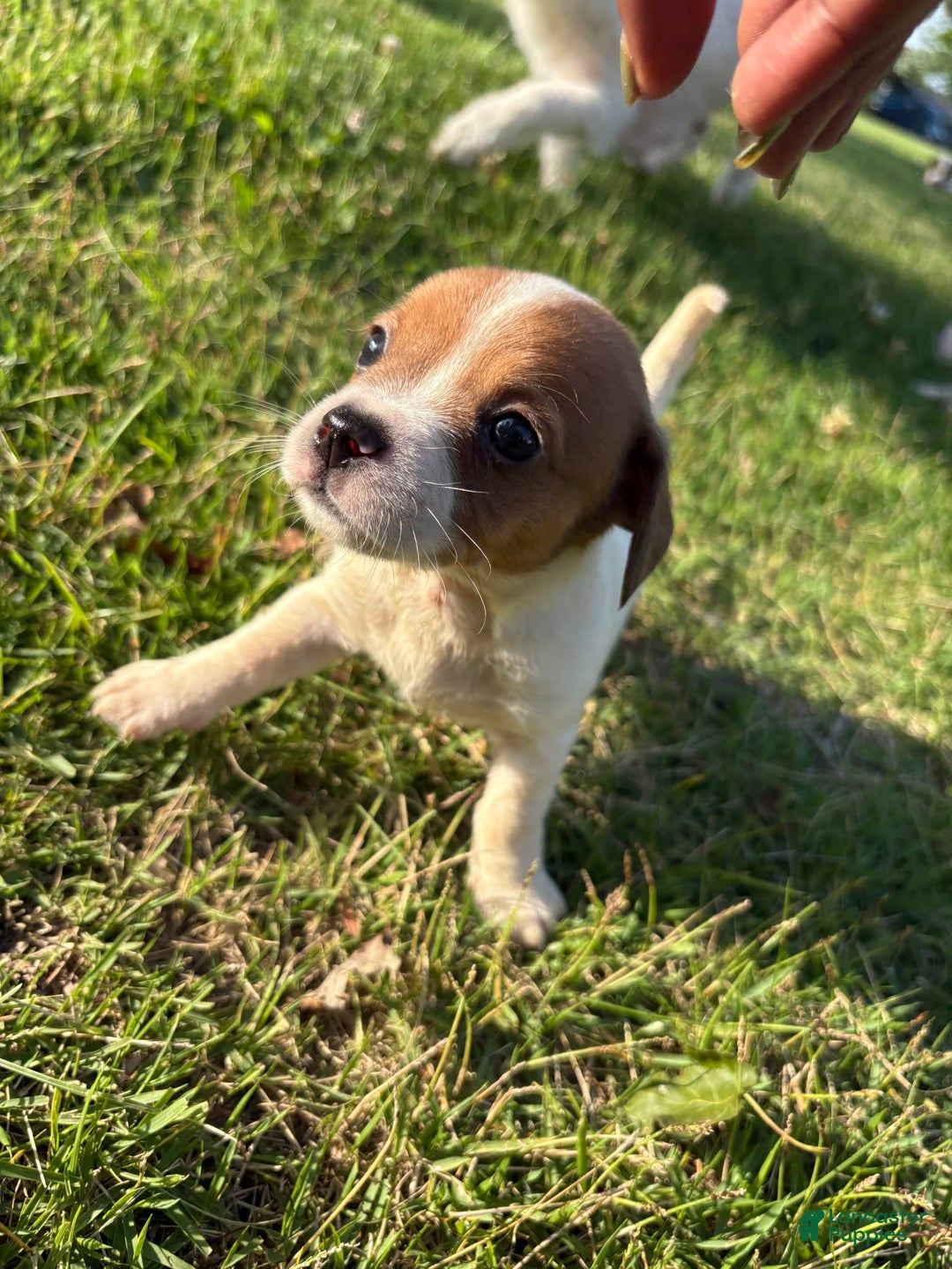 Jack Russell Terrier dogs for sale: Pete - Image 2