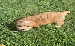 Cavapoo dogs for sale: Puppy 23 - Image 3