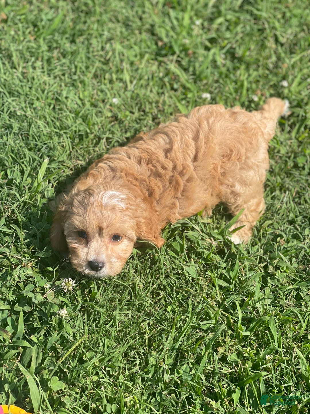 Cavapoo dogs for sale: Puppy 23 - Image 3