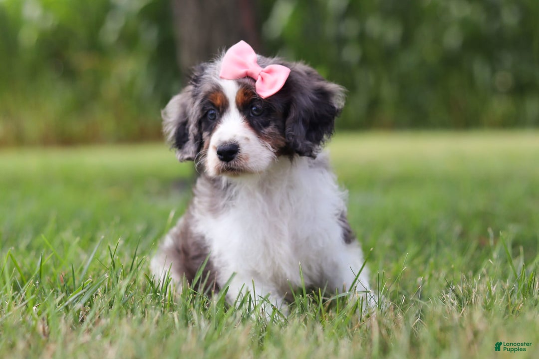 Cavapoo dogs for sale: Grace - Image 1