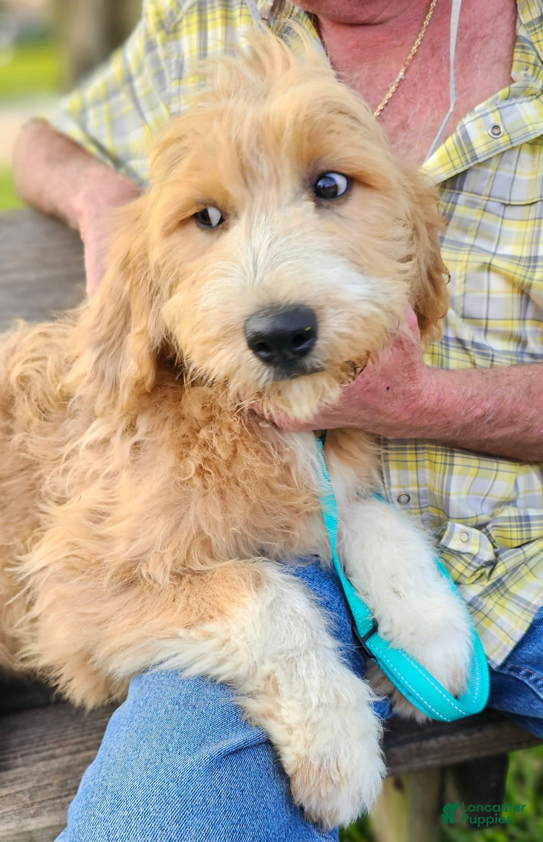 Great Pyrenees dogs for sale: Pyredoodle Fb - Image 16