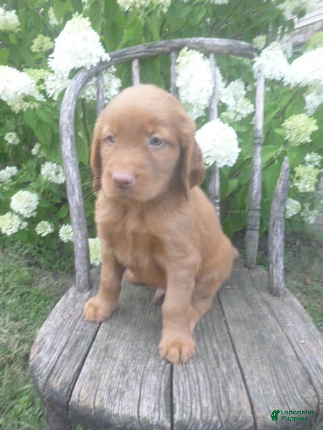 Golden Retriever dogs for sale: Finn - Image 2