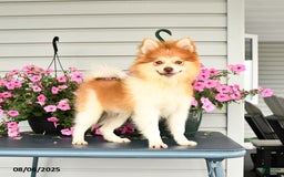 Pomeranian dogs for sale: Hearty - Image 3