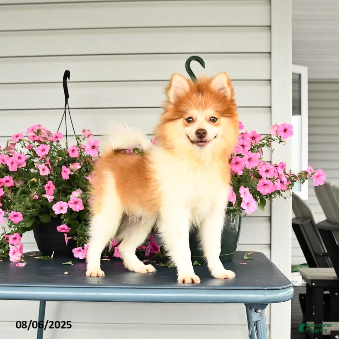 Pomeranian dogs for sale: Hearty - Image 3