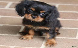Cavalier King Charles Spaniel dogs for sale: Bentley - Image 20