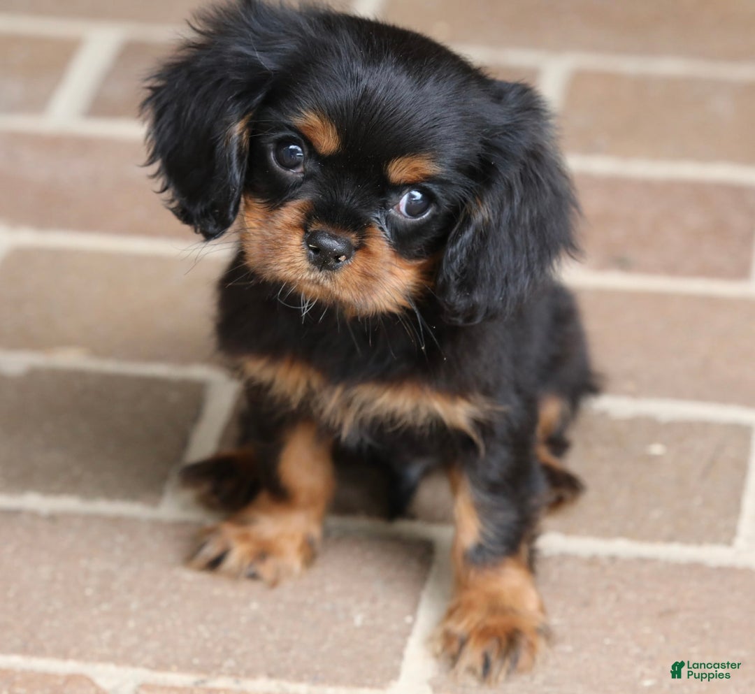 Cavalier King Charles Spaniel dogs for sale: Bentley - Image 20