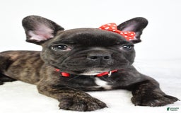 French Bulldog dogs for sale: Archie - Image 3