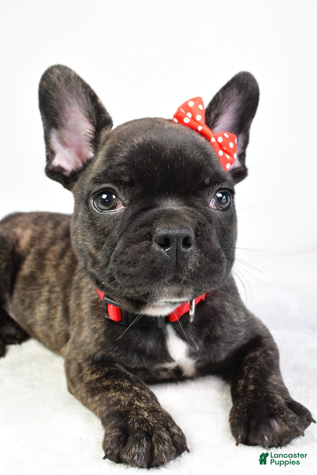 French Bulldog dogs for sale: Archie - Image 3