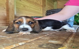 Basset Hound dogs for sale: Beth - Image 4